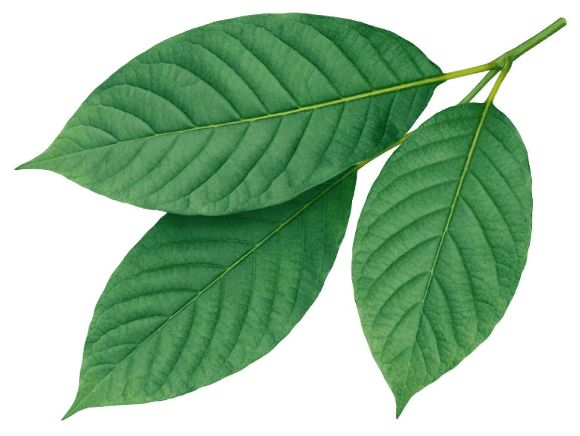 Kratomové listy